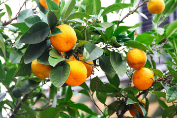 Wall Mural - Oranges on tree branch