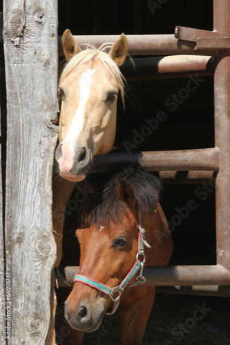 Naklejka na szybę Zwei neugierige Ponys