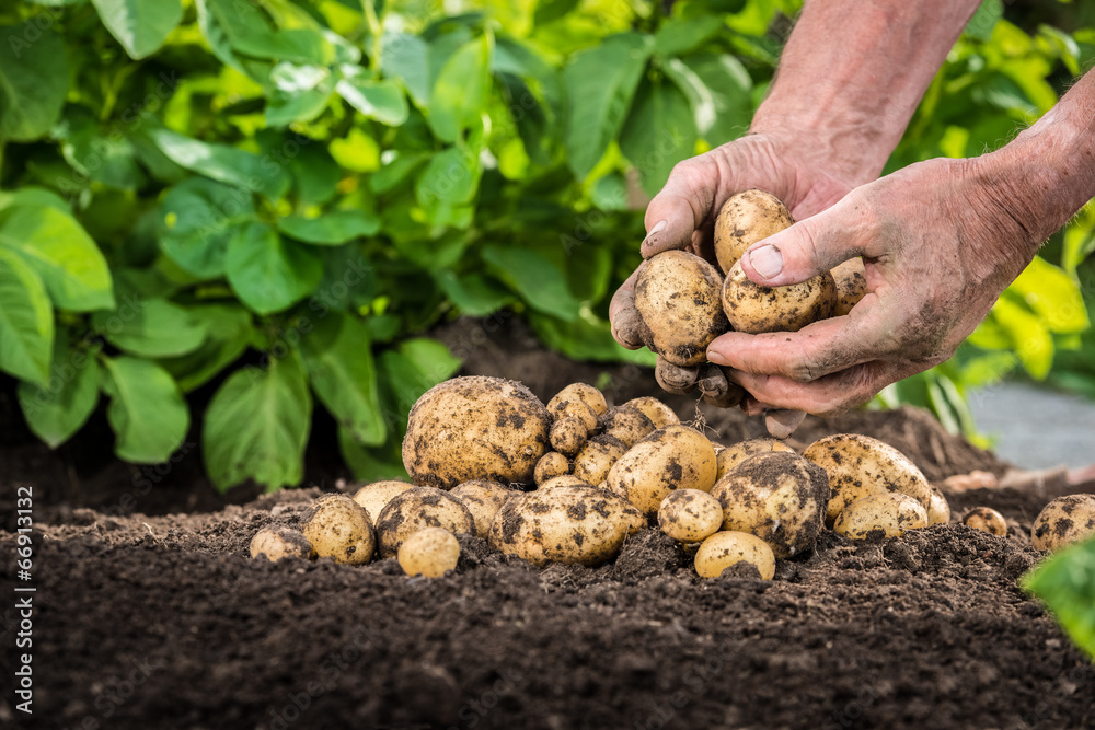 Hands harvesting fresh potatoes from soil - obrazy, fototapety, plakaty 