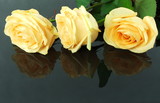 Fototapeta Kwiaty - róże na czarnym tle