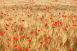 Golden wheat field with poppies