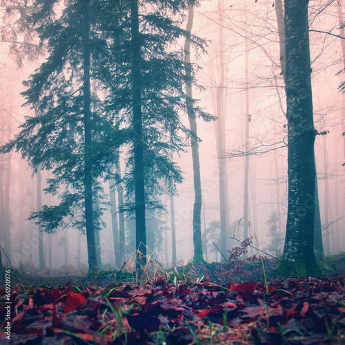 Naklejka ścienna Misty red color woods