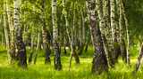 Fototapeta Krajobraz - Birch forest while summer season