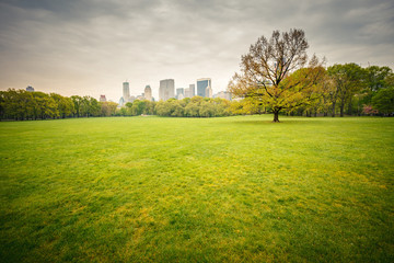 Fototapete - Central park at rainy day