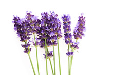 Lavender Flowers On The White Background