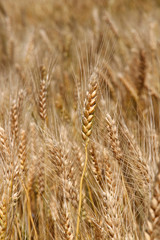 Wall Mural - Yellow ripe wheat stalks are ready to be harvested 3