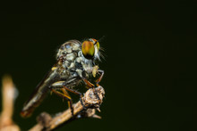 Robber Fly With Prey