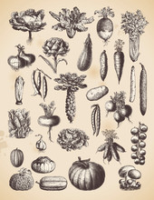 Large Collection Of Vegetables