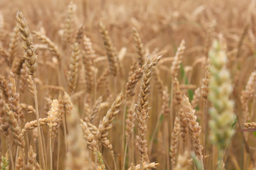 Gold wheat