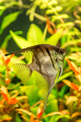 Wall Mural - Tropical fish PTEROPHYLLUM SCALARE