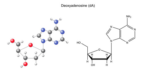 Canvas Print - Structural chemical formula and model of deoxyadenosine