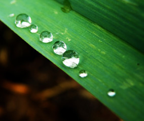 Wall Mural - water drops on plant