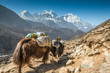 Yaks in Himalayas - Nepal