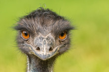 Portrait Of Australian Emu (Dromaius Novaehollandiae)