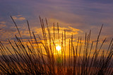 Fototapeta Niebo - Grass on sunset  background