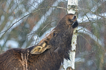 Wall Mural - Elk