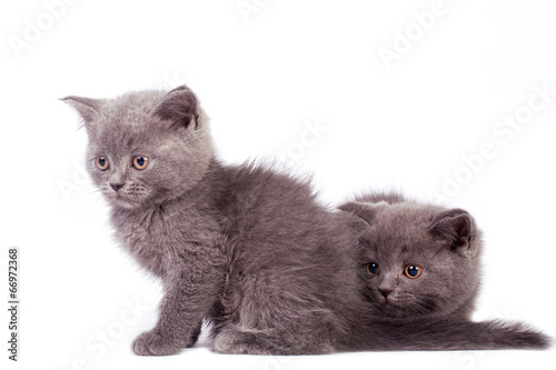 British Shorthair Kittens White Background Buy This Stock Photo