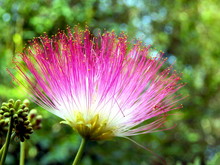 Persian Silk Tree Flower Or Mimosa (Albizia Julibrissin)