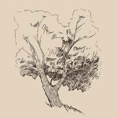 tree vintage illustration, engraved style, hand drawn, sketch