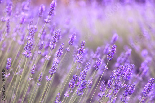 Naklejka - mata magnetyczna na lodówkę Purple lavender flowers