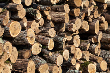 Firewood stacked in the woodpile