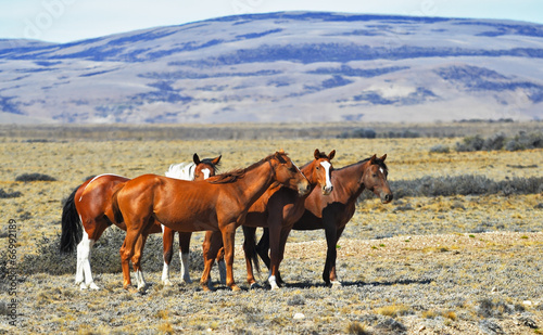 Naklejka ścienna The herd of wild mustangs