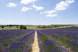 Fototapeta Lawenda - Plateau Valensole in Provence, France
