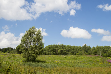 Wall Mural - summer landscape