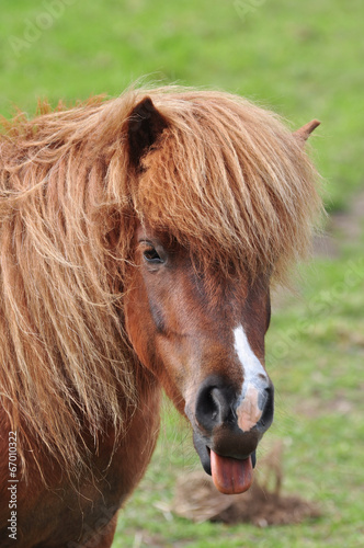 Tete De Joli Poney Blond Qui Tire La Langue Stock Photo Adobe Stock