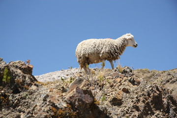 Lonely Sheep on the top of the mountain