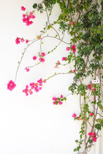 Bougainvillea Flower Red Blossoms On A White Wall