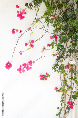 Fototapeta na wymiar Bougainvillea flower red blossoms on a white wall
