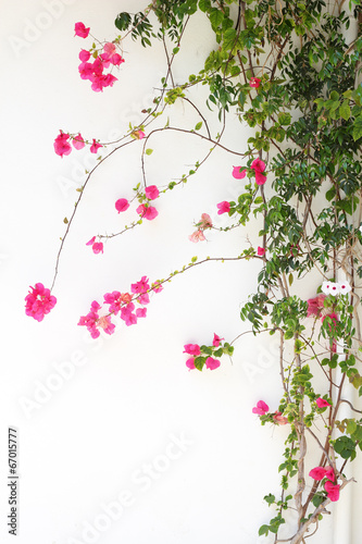 Naklejka na meble Bougainvillea flower red blossoms on a white wall