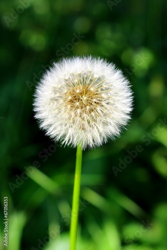 Naklejka ścienna Dandelion in a meadow