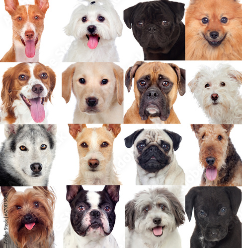 Naklejka na kafelki Collage with many dogs
