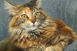 piękny portret młodej kotki rasy maine coon 