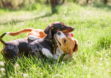 Dachshund And Beagle Playing Together In Grass
