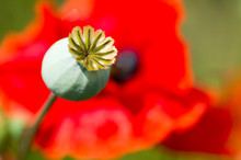 Bud And Red Poppy