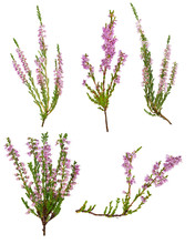Set Of Five Pink Blossoming Heather Branches