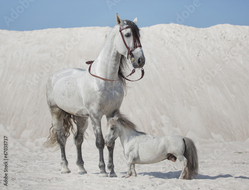 Obraz w ramie Two white horses on the desert