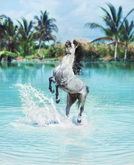 Wall Mural - Majestic horse jumping in the pool