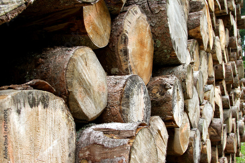 Photographie logs cut by loggers in the mountain 3
