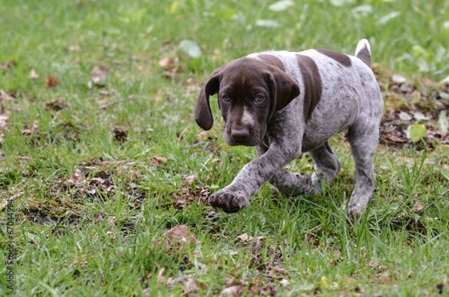 German Shorthaired Pointer Puppy Buy This Stock Photo And