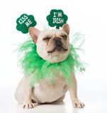 Fototapeta Psy - St Patricks Day dog