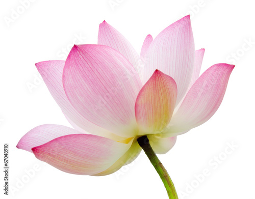 Canvastavla  isolated lotus