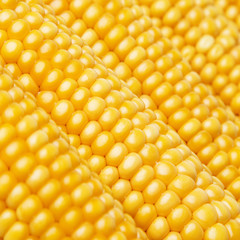 corn in detail