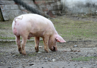 Wall Mural - Pig on a farm