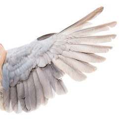 Wall Mural - wing dove on white background