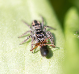 Wall Mural - spider eating an ant. macro