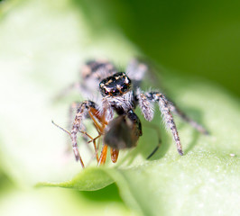 Wall Mural - spider eating an ant. macro